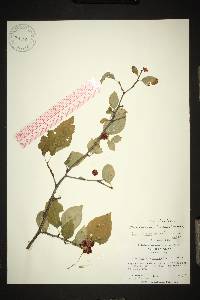 Ilex ambigua image