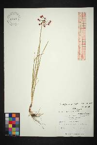 Allium allegheniense image