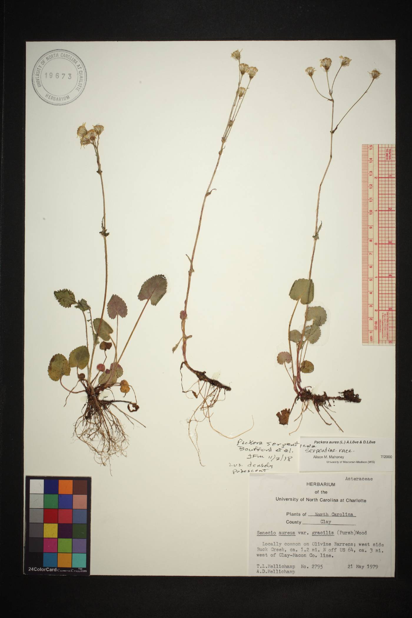 Packera serpenticola image