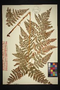 Dryopteris campyloptera image