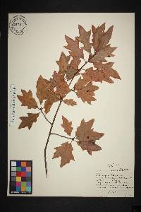 Image of Quercus georgiana