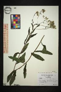 Eupatorium album image