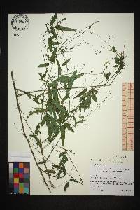 Desmodium paniculatum var. paniculatum image