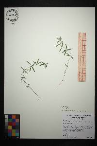 Image of Galium uniflorum