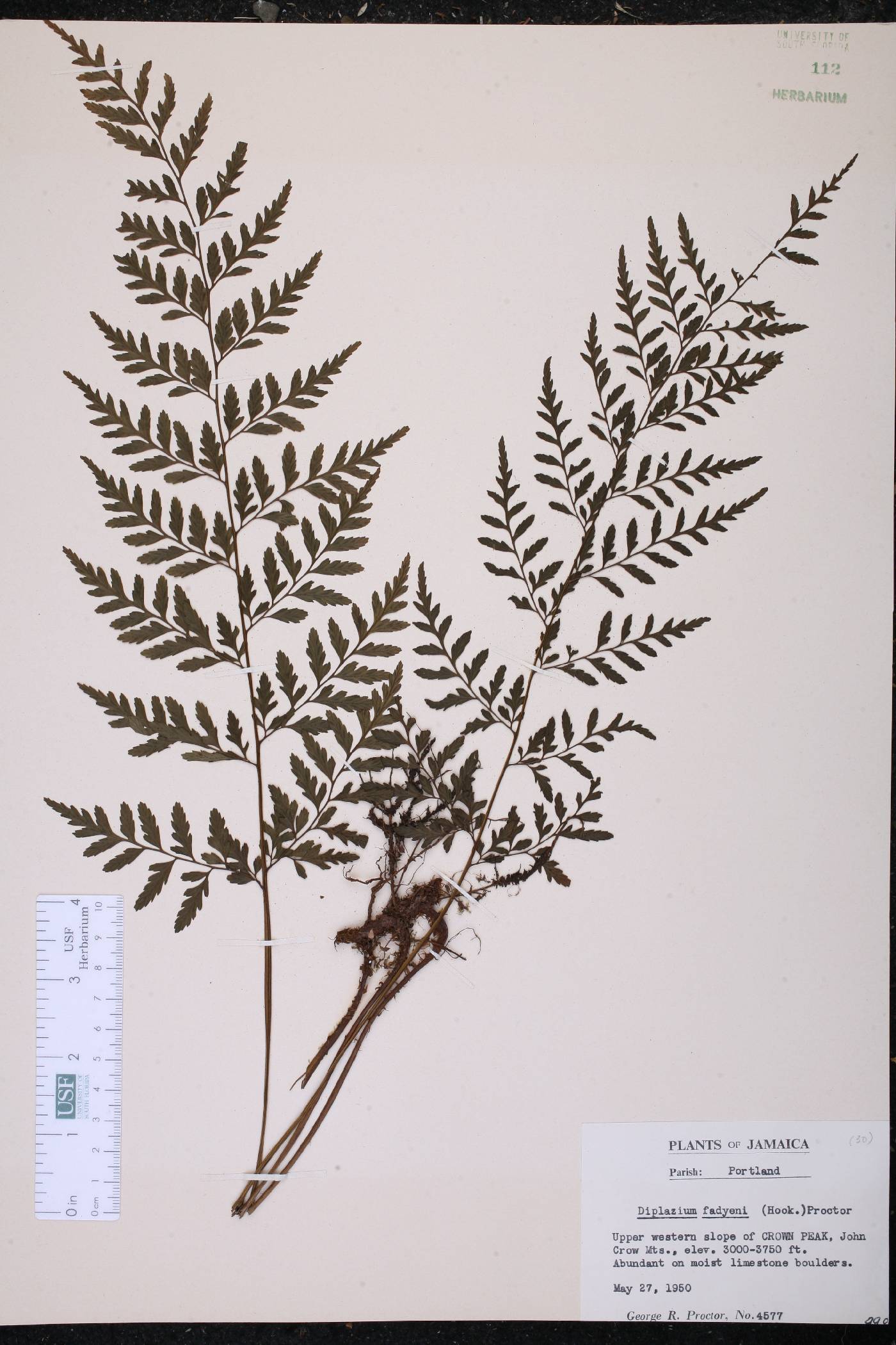Diplazium fadyenii image