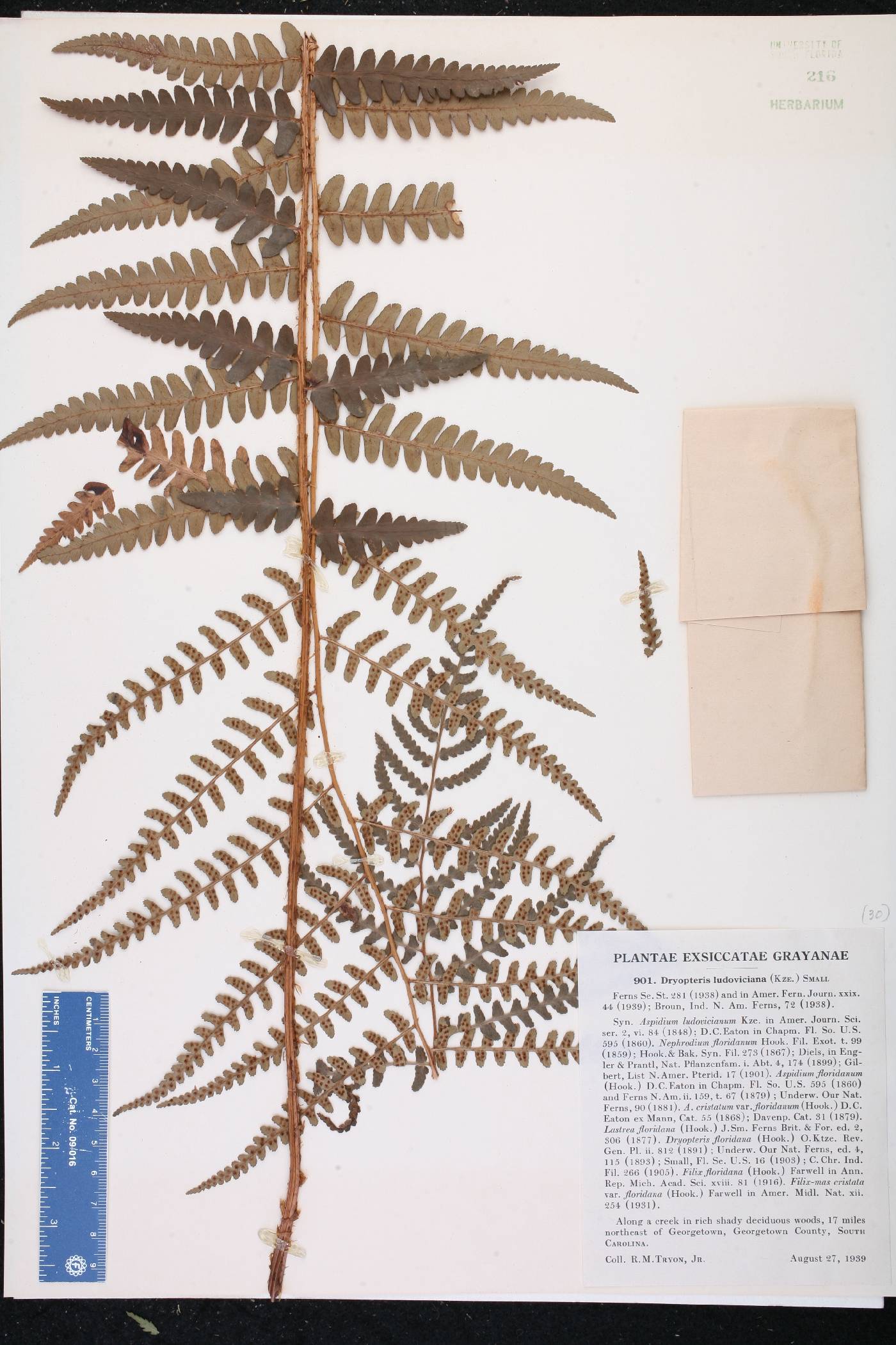 Dryopteris ludoviciana image