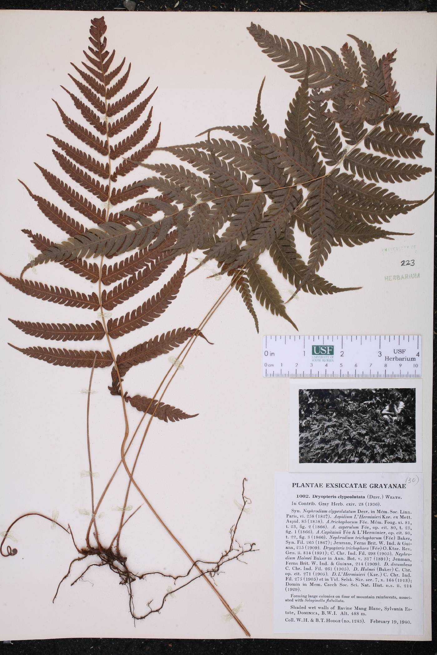 Dryopteris clypeolutata image