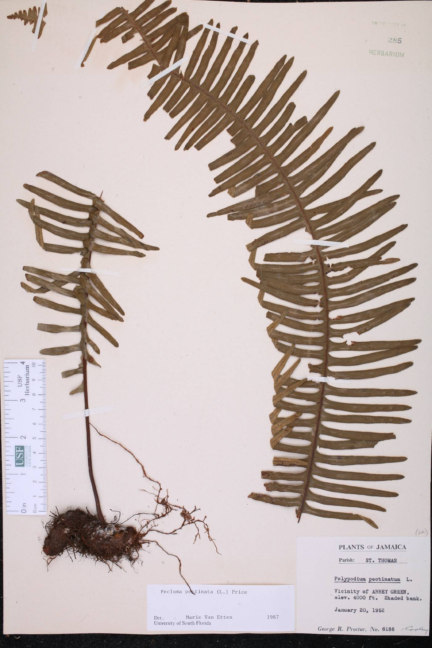 Pecluma pectinata image