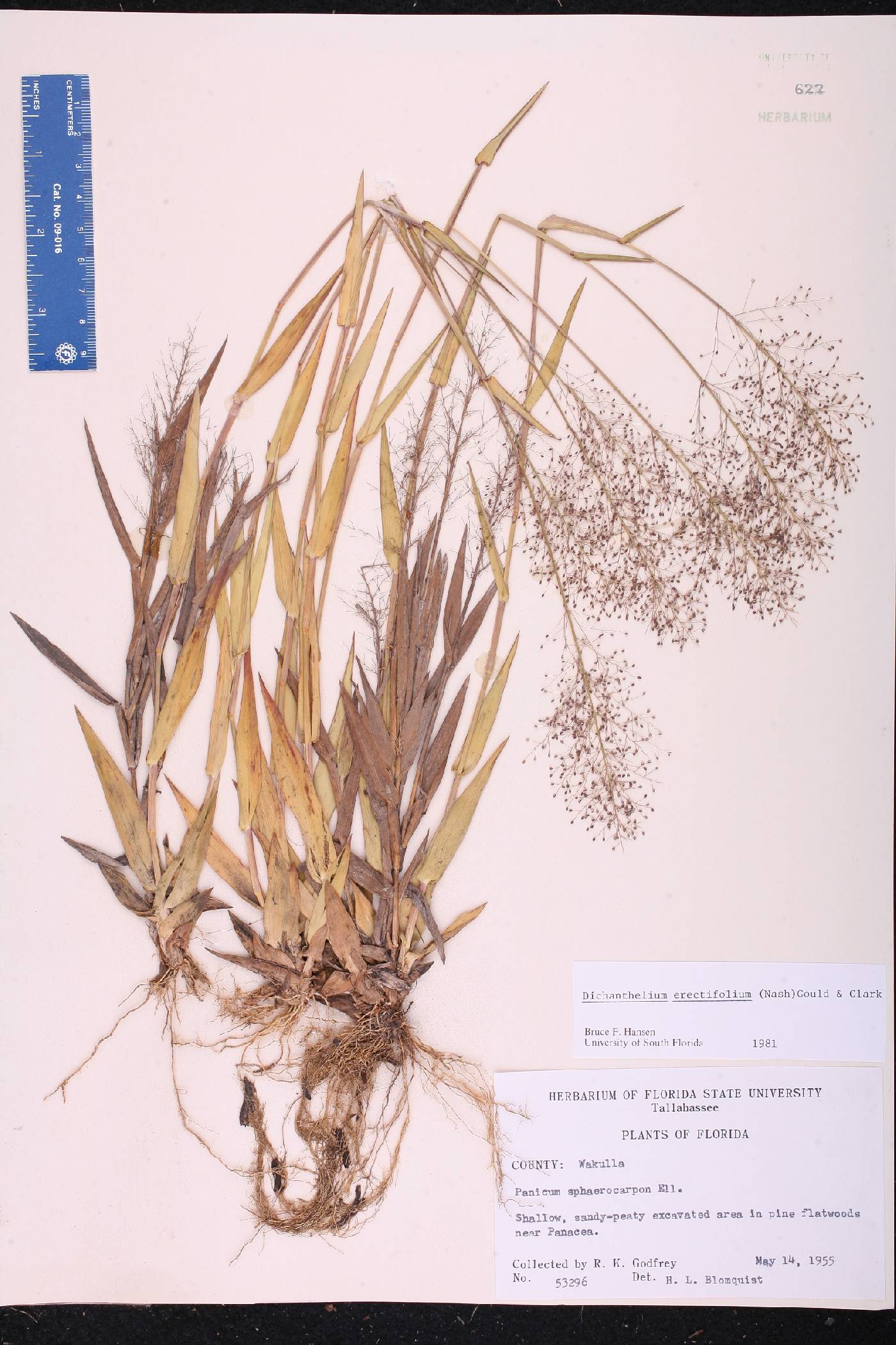 Dichanthelium erectifolium image