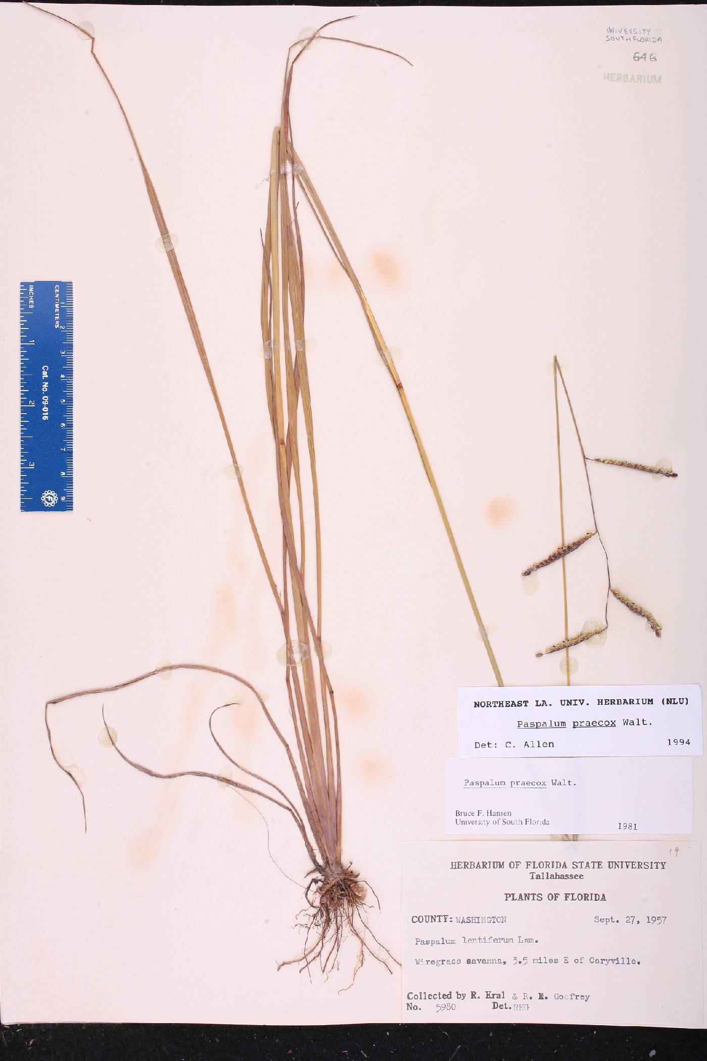 Paspalum praecox image