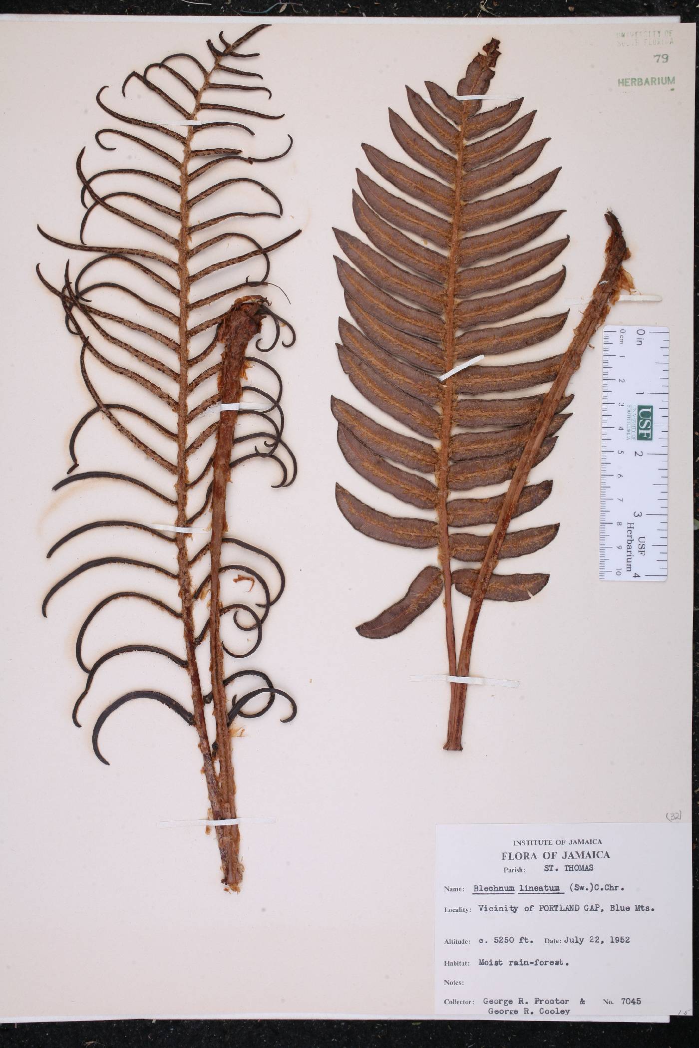Blechnum lineatum image