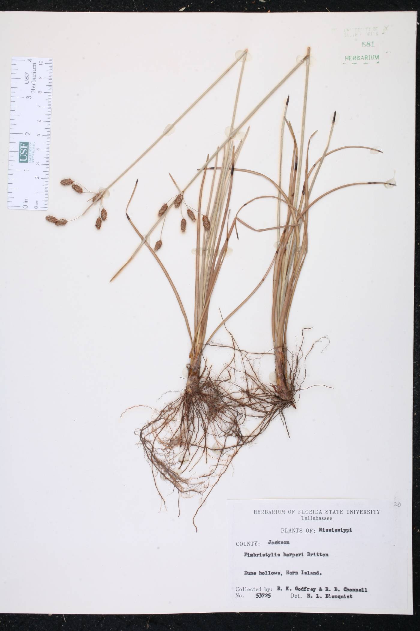 Fimbristylis harperi image