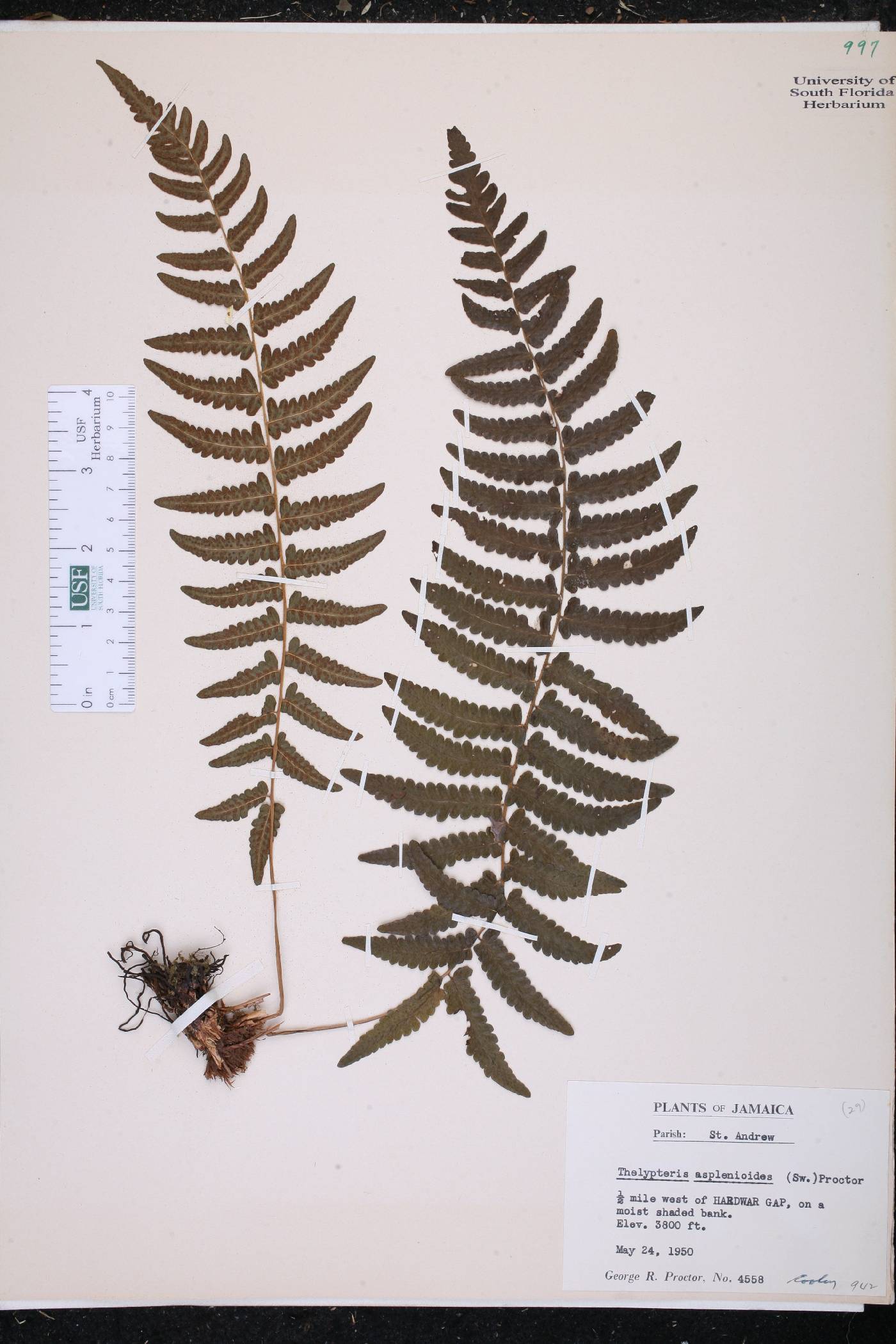 Thelypteris asplenioides image