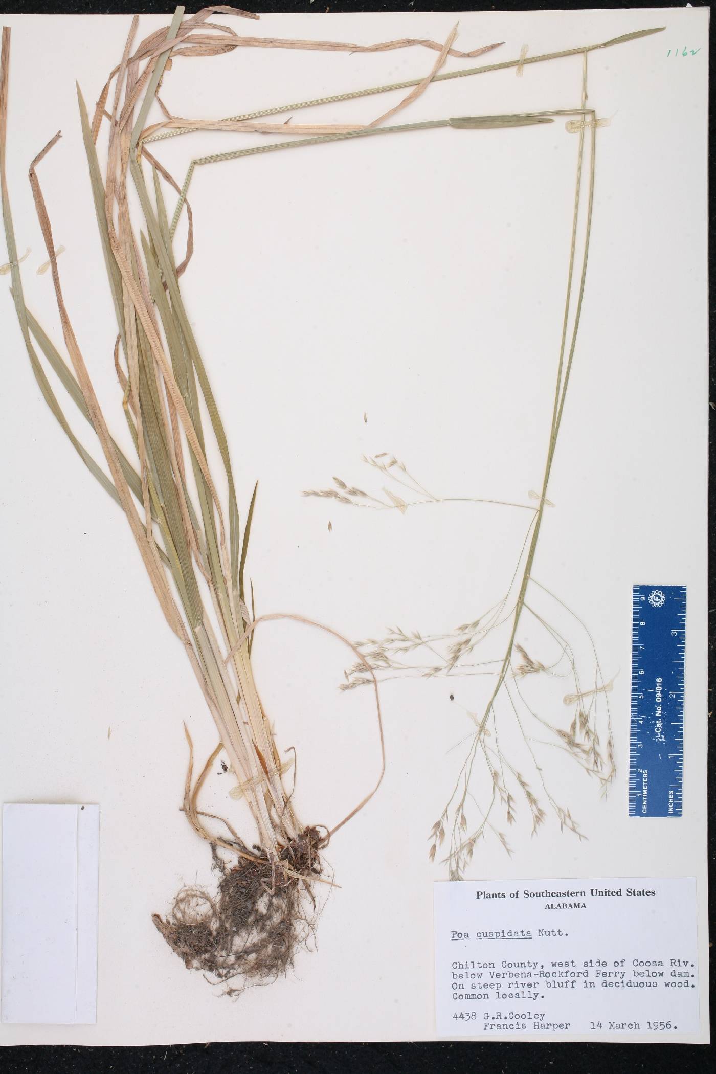Poa cuspidata image