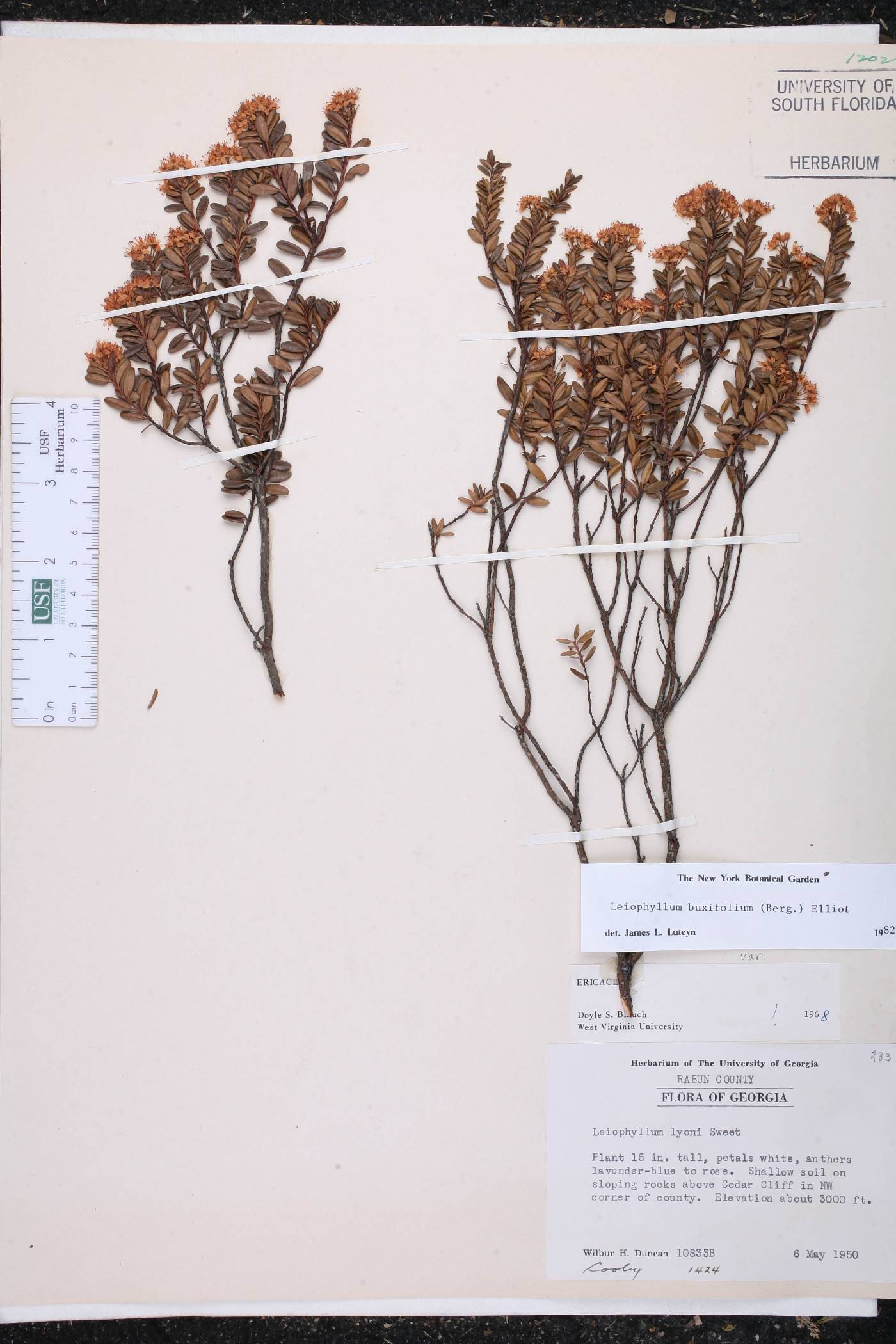 Kalmia buxifolia image