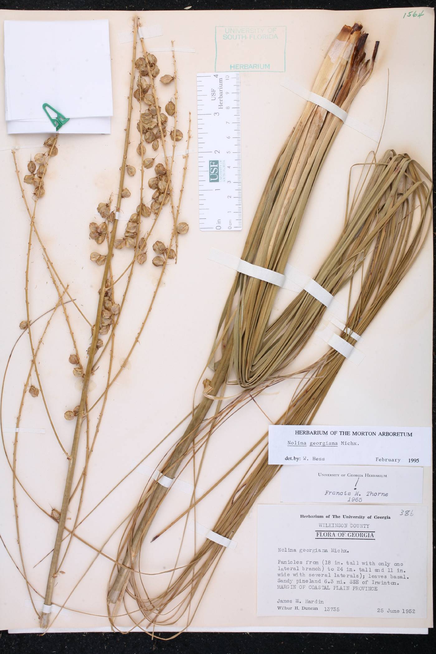 Nolina georgiana image