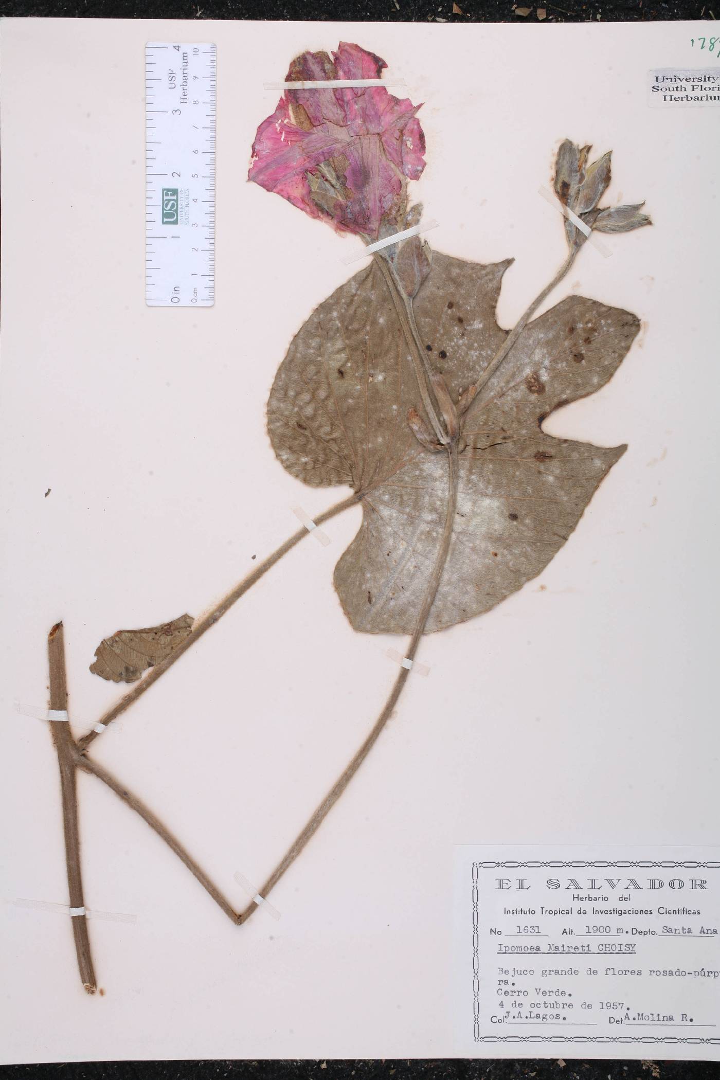 Ipomoea mairetii image