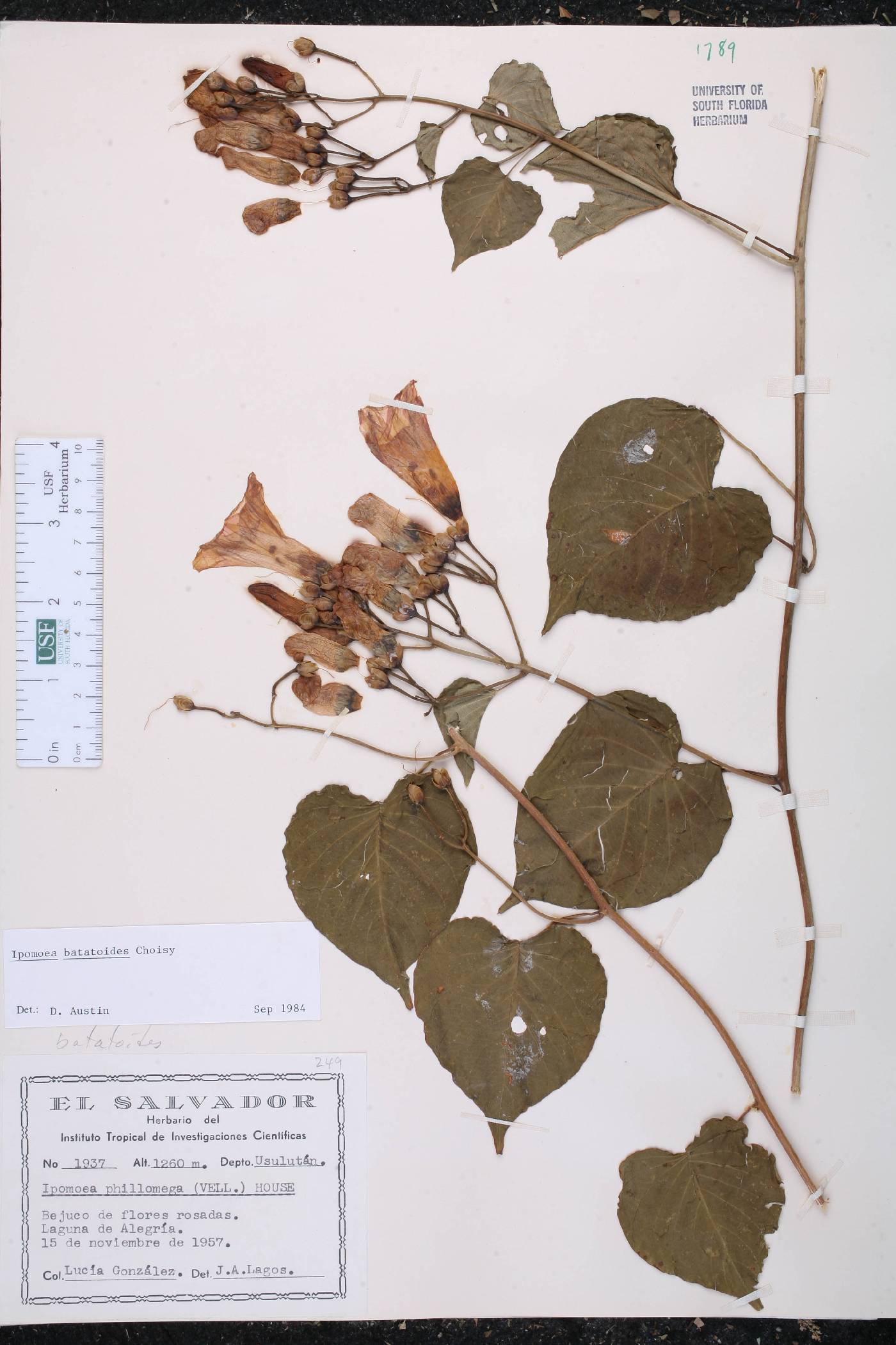 Ipomoea batatoides image