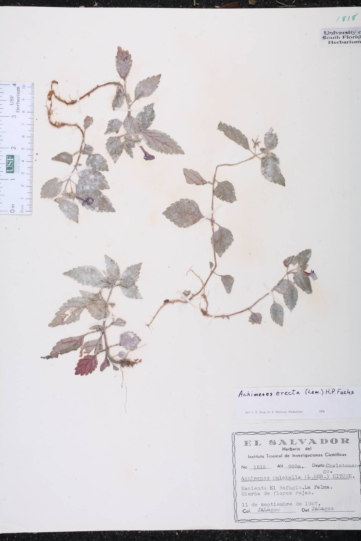Achimenes erecta image