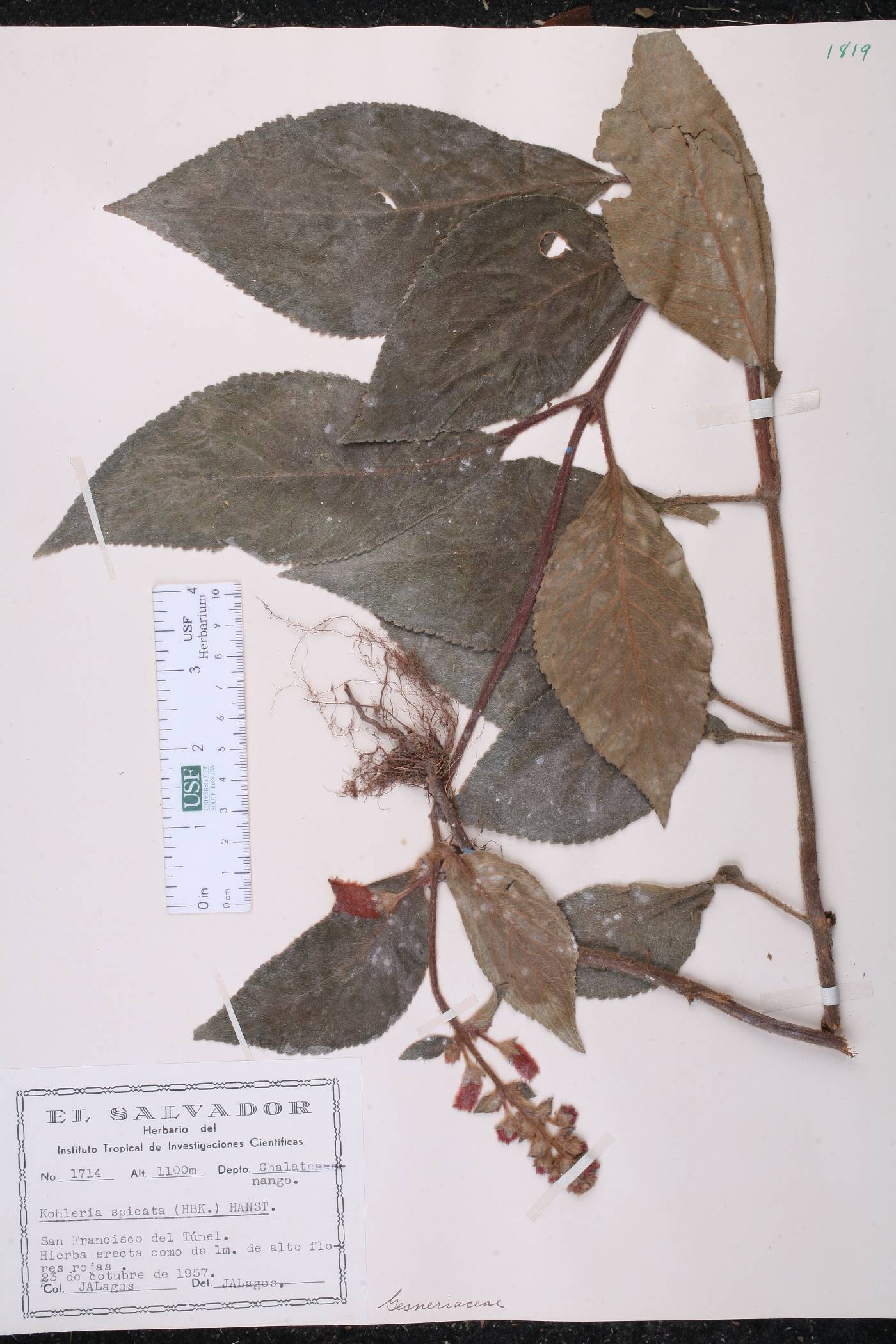 Kohleria spicata image