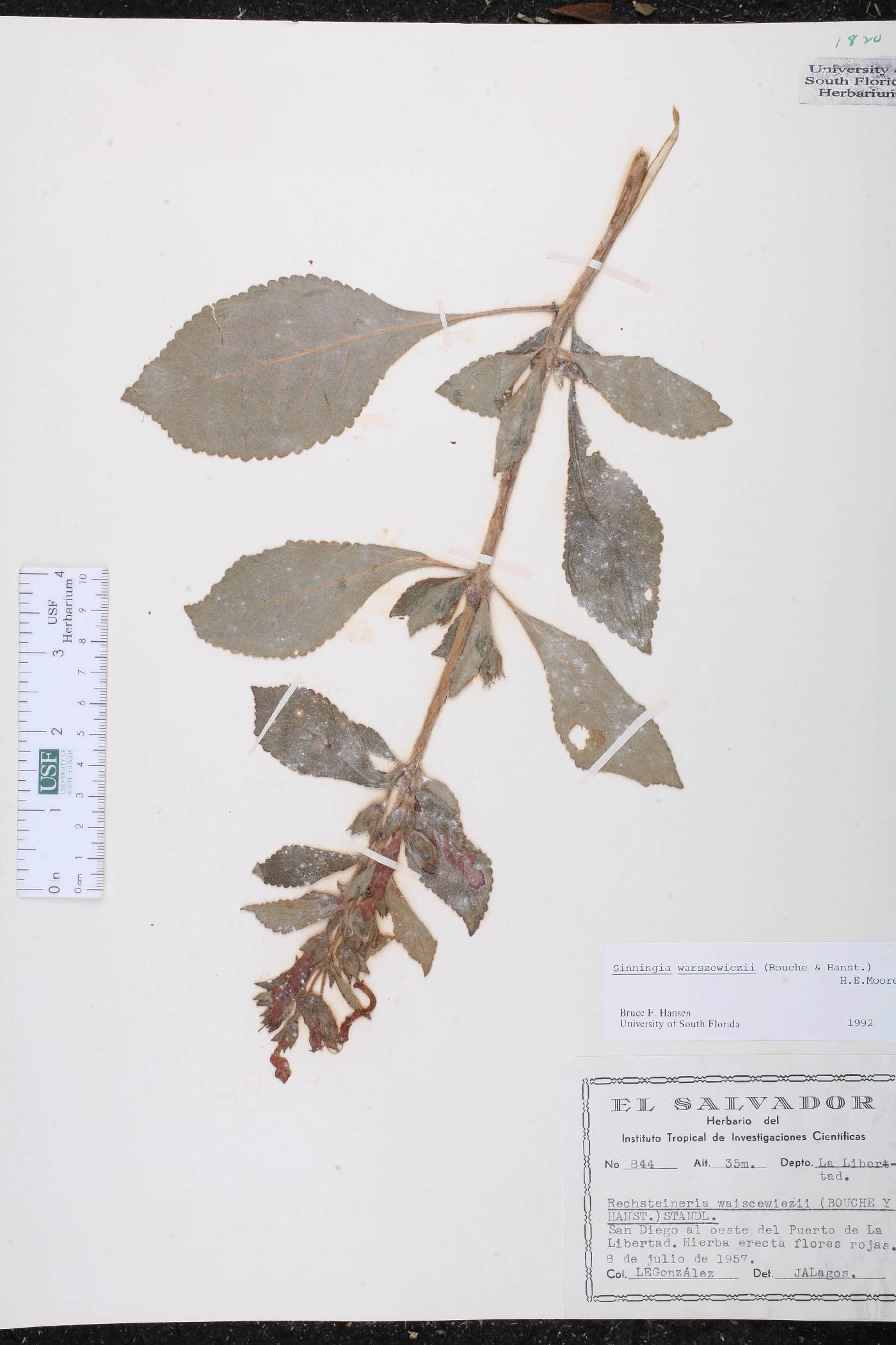 Sinningia incarnata image