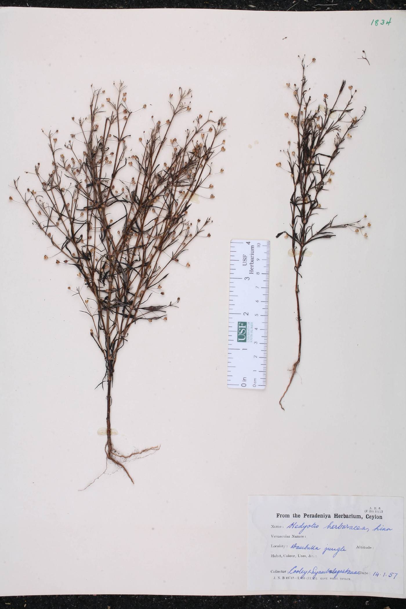 Hedyotis herbacea image