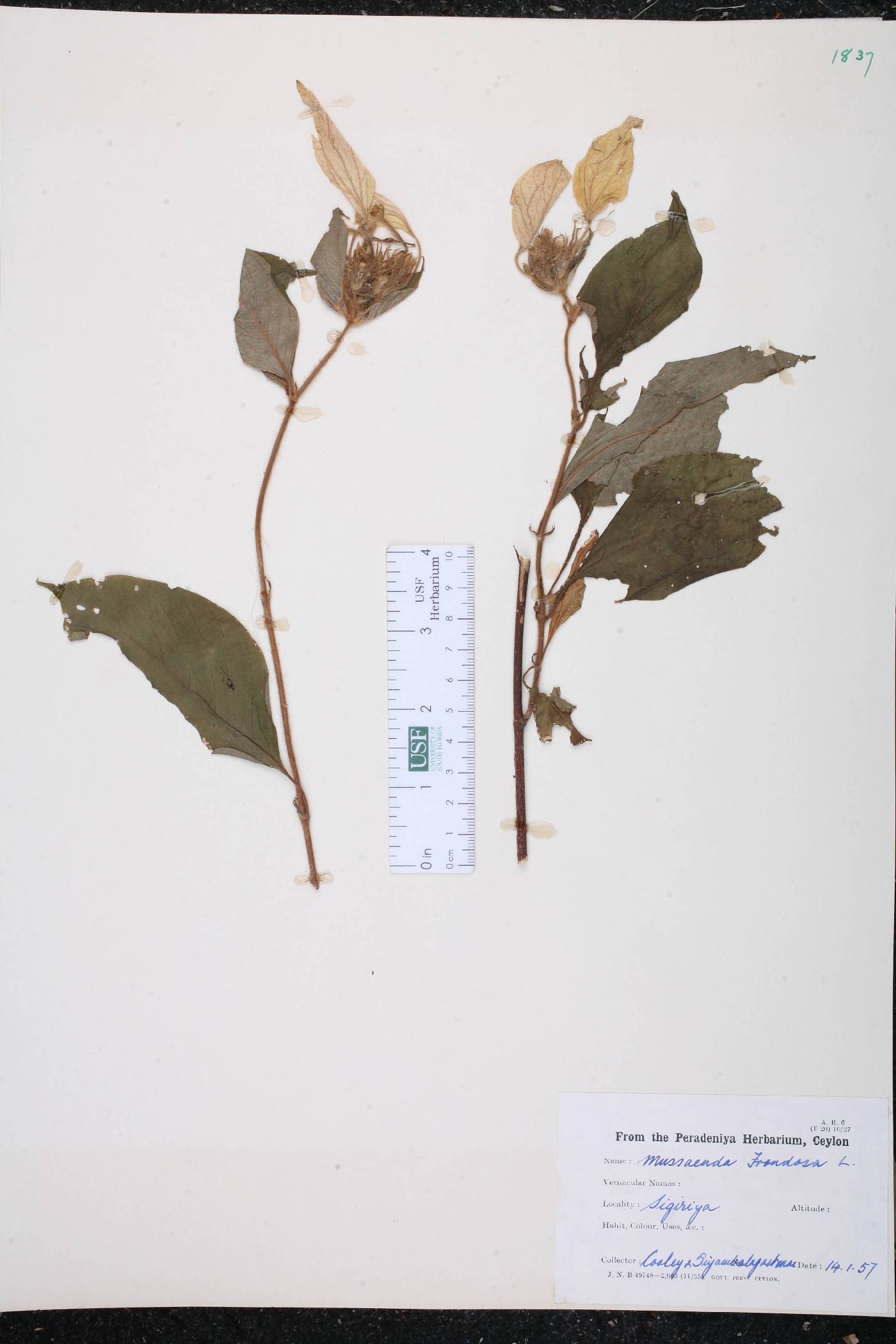 Mussaenda frondosa image