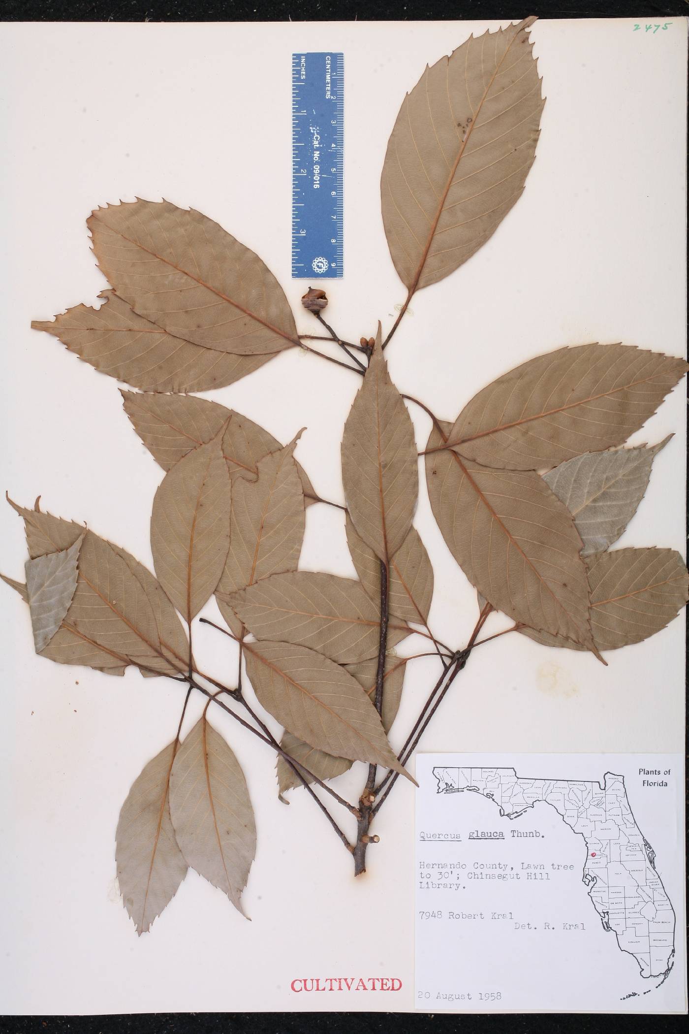 Quercus glauca image