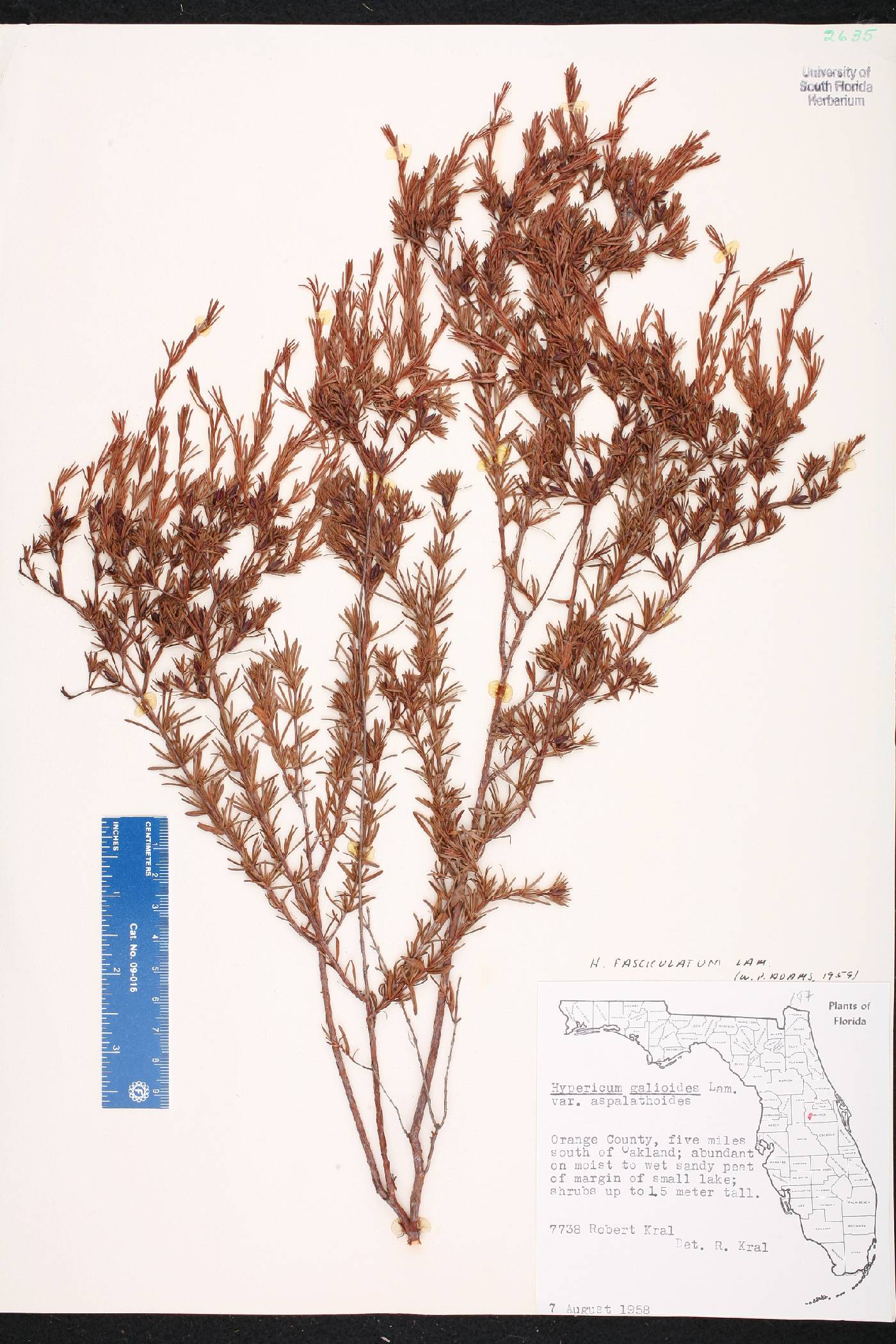 Hypericum fasciculatum image