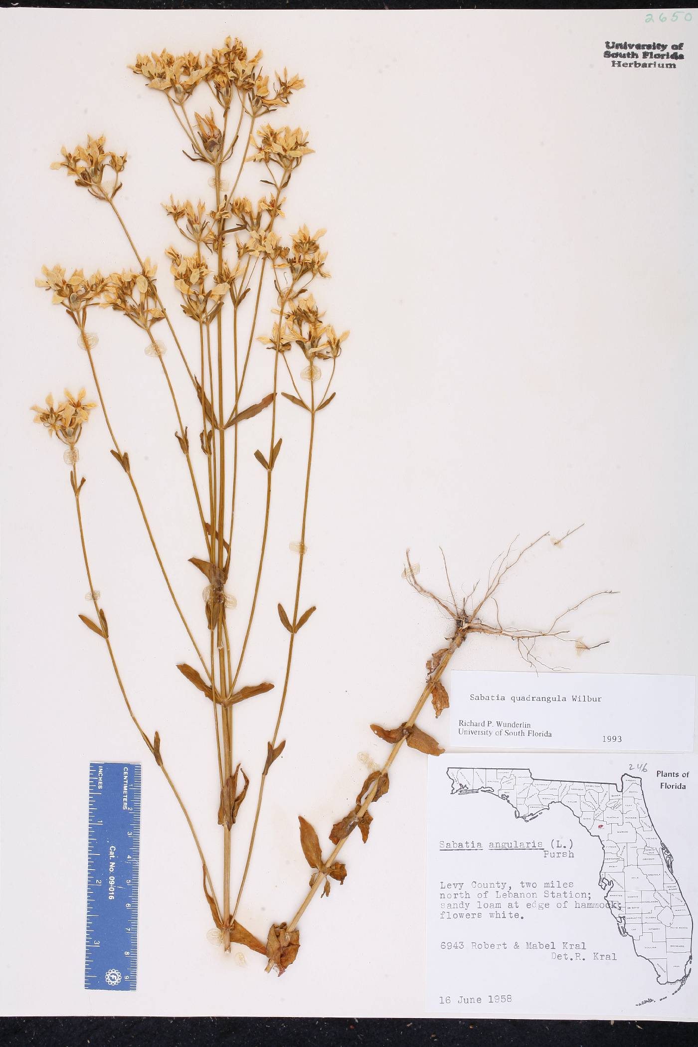 Sabatia quadrangula image
