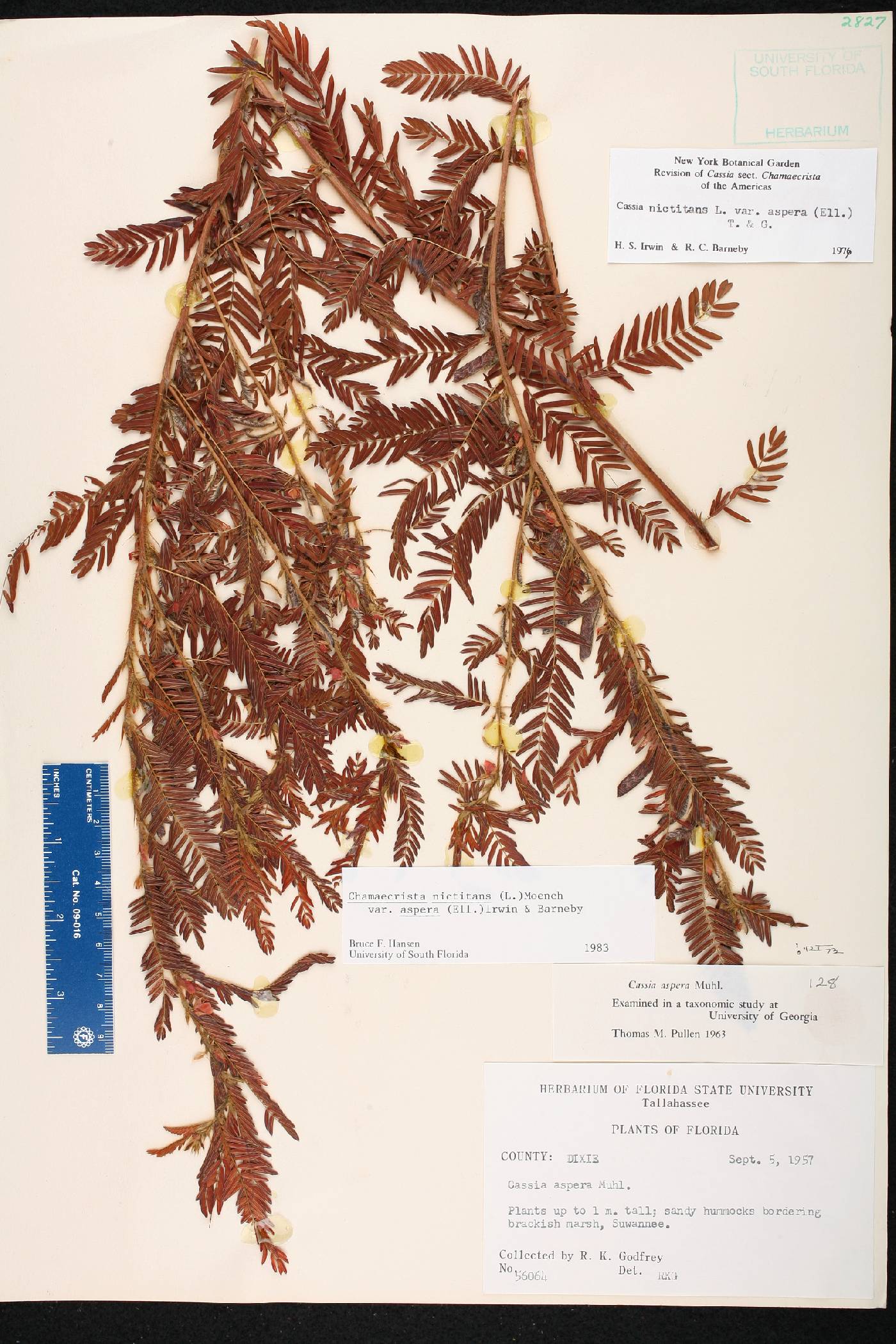 Chamaecrista nictitans var. aspera image