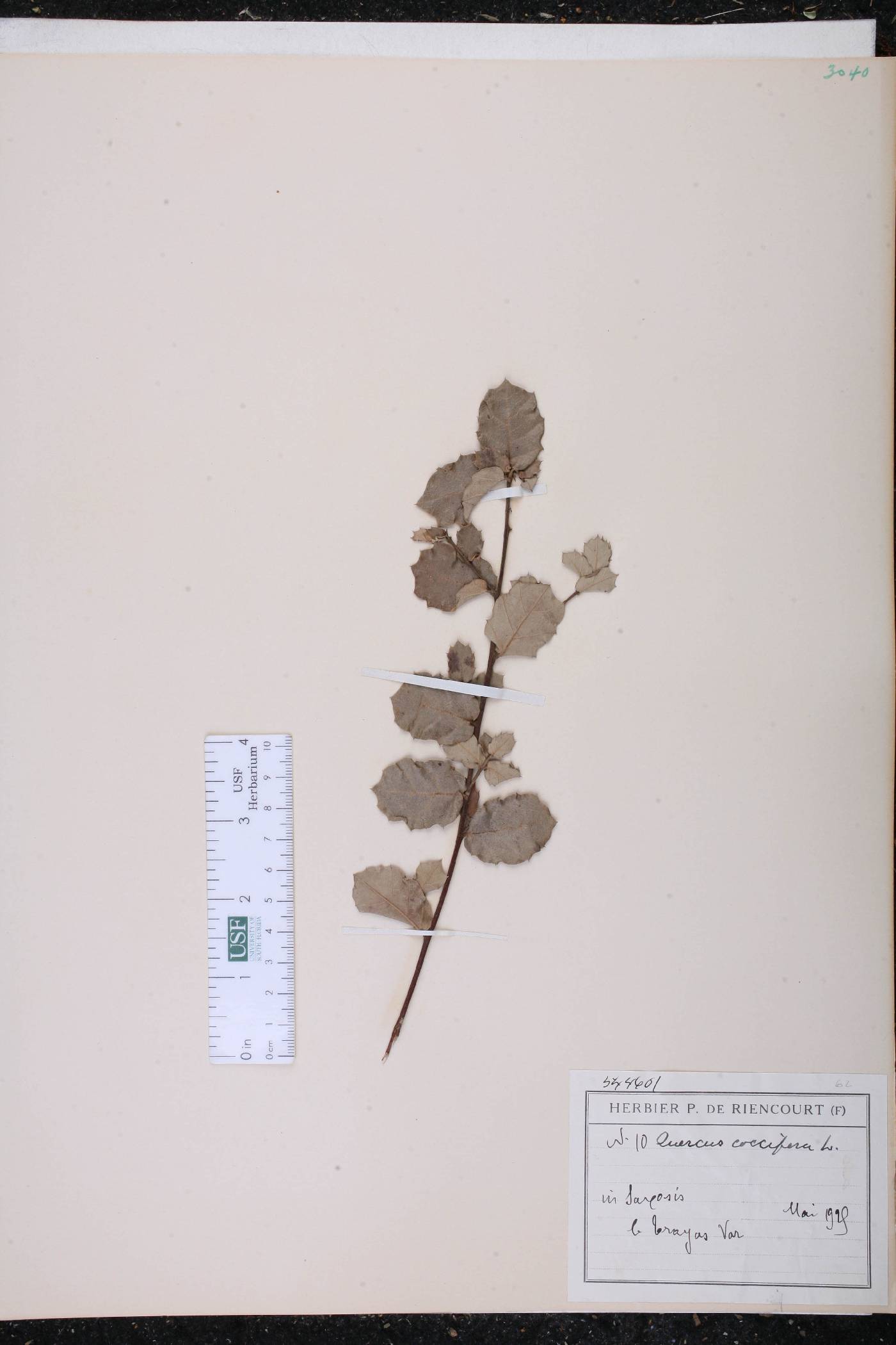 Quercus coccifera image