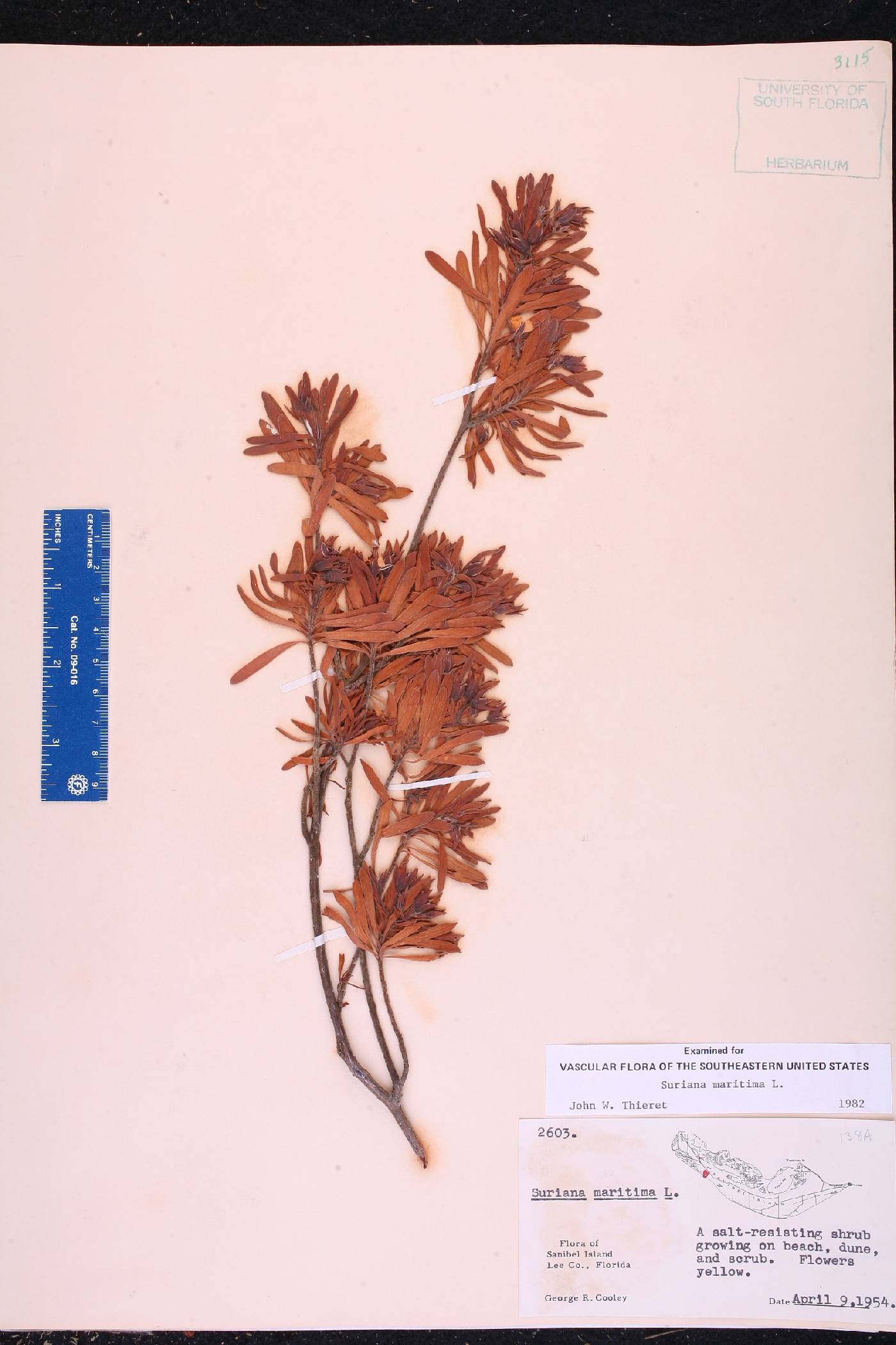 Suriana maritima image