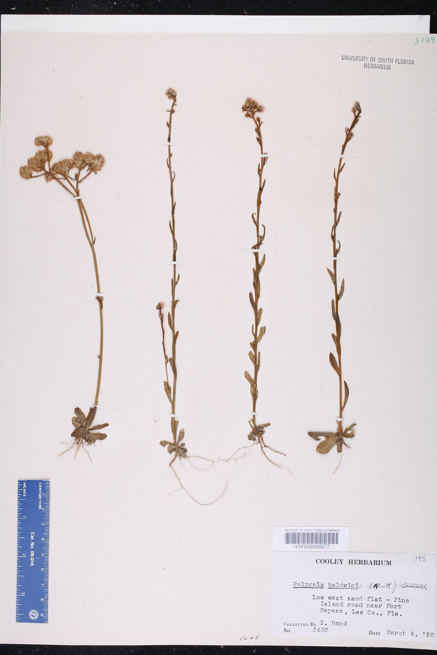 Polygala balduinii image