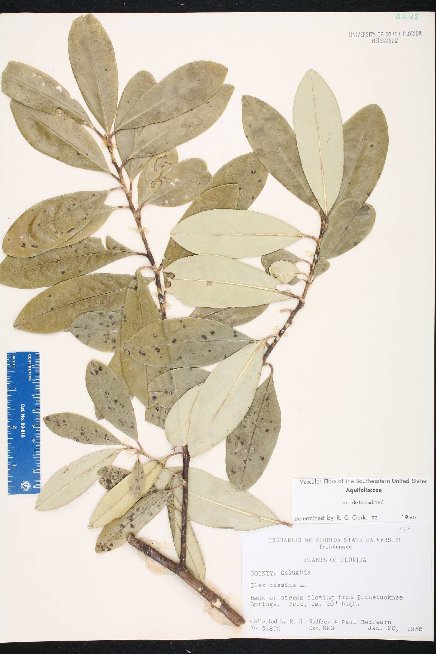 Ilex cassine var. cassine image