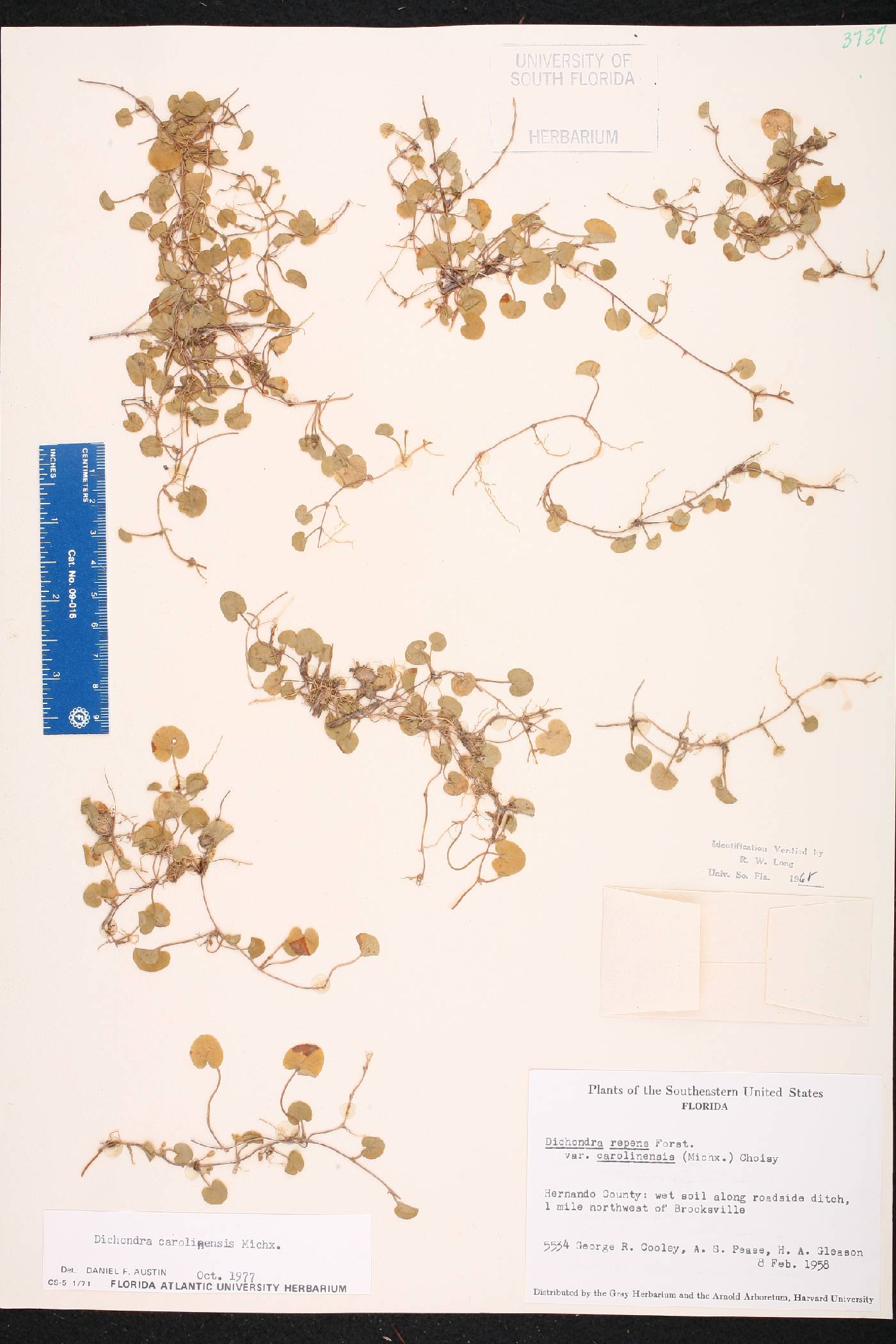 Dichondra carolinensis image