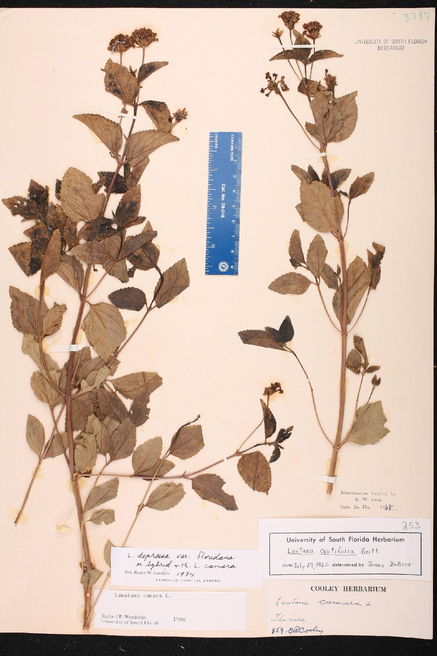 Lantana depressa image