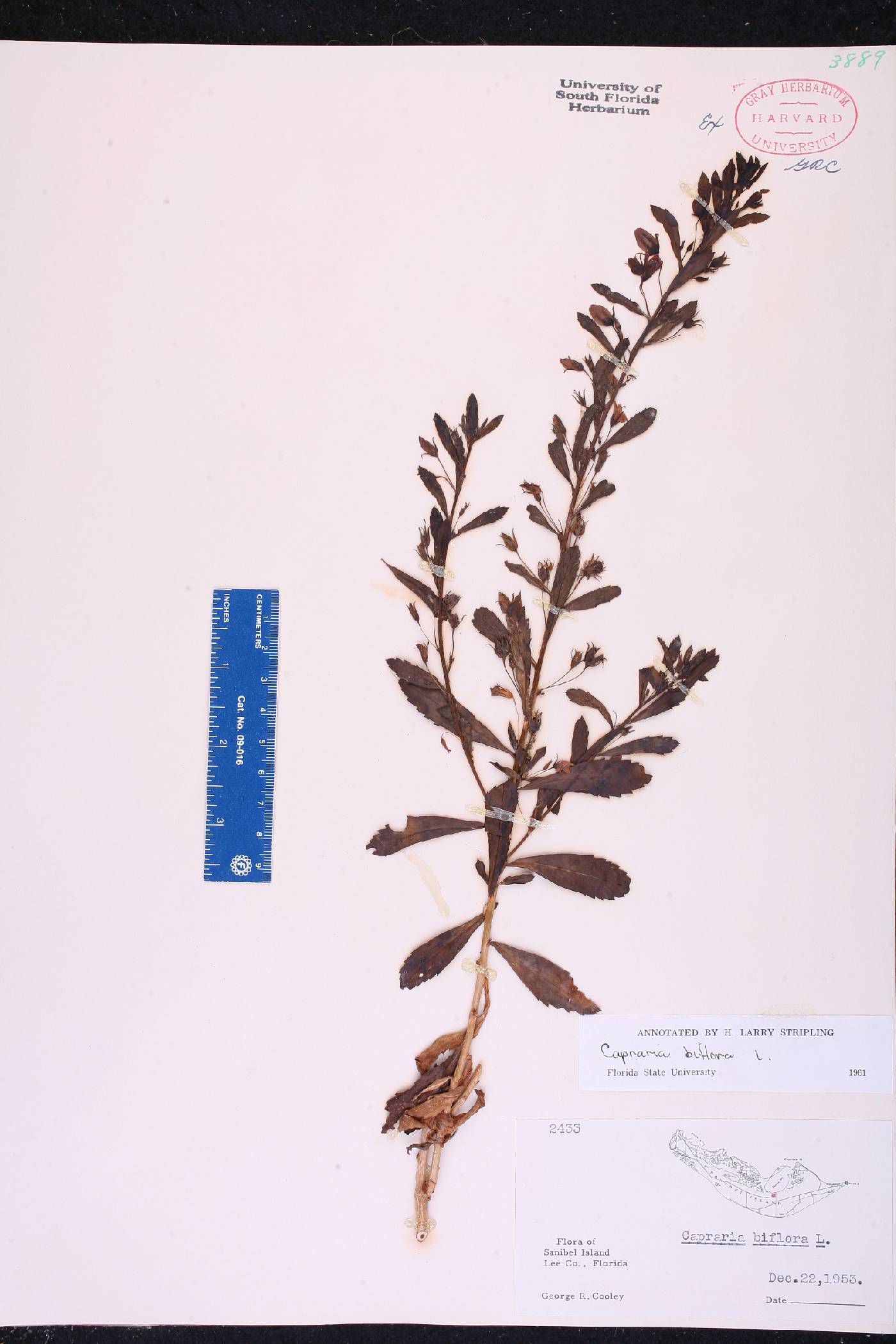 Capraria biflora image