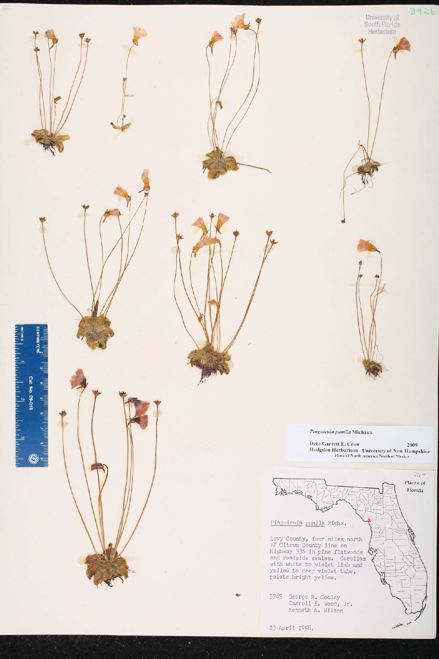 Pinguicula pumila image