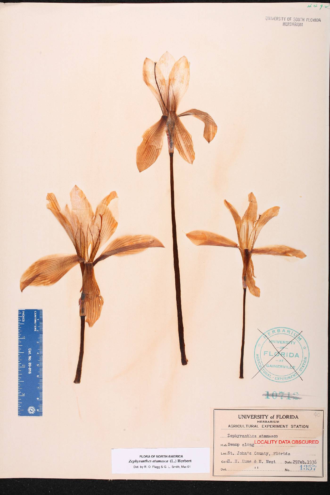 Zephyranthes atamasca image