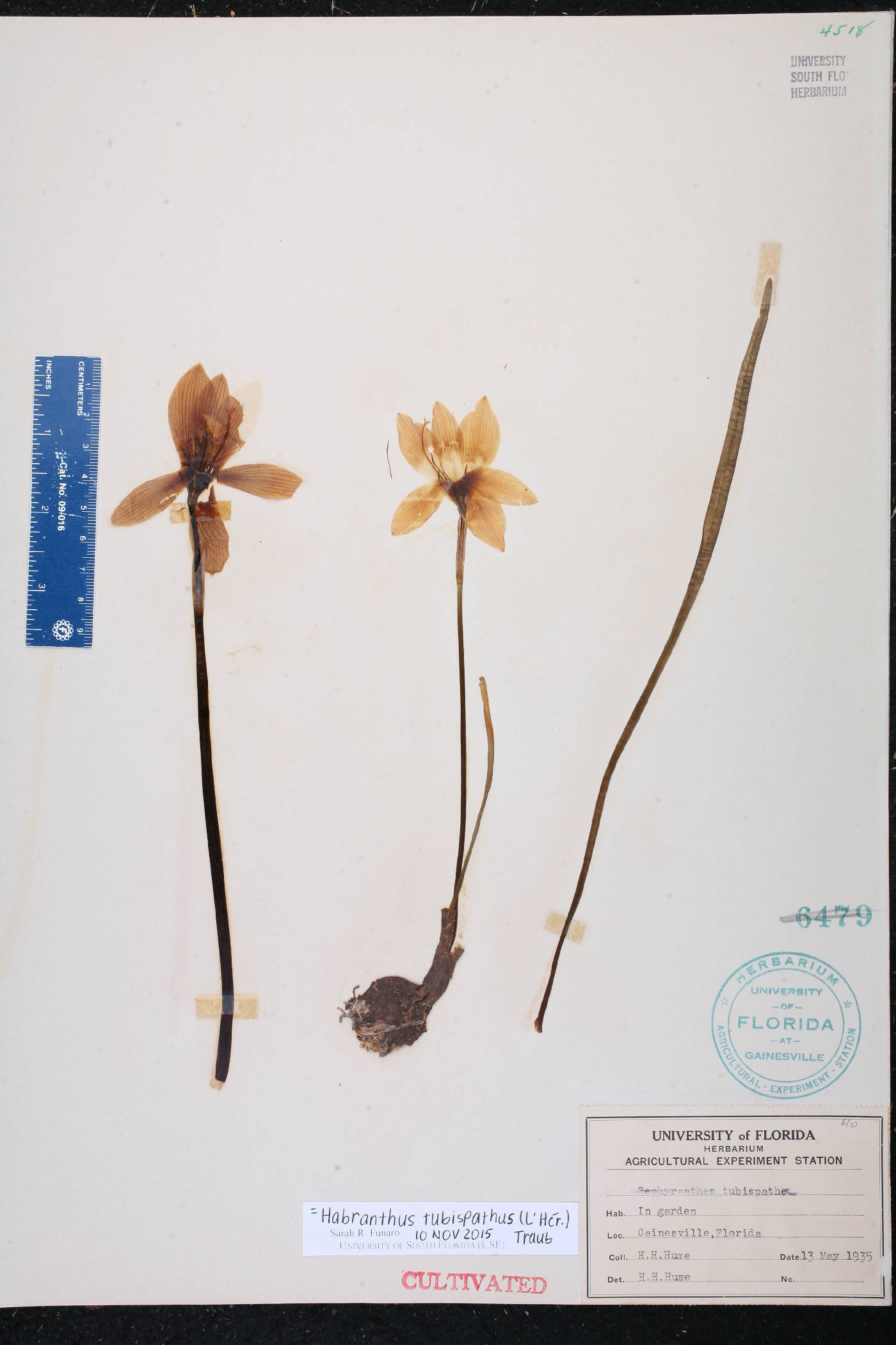Zephyranthes tubispatha image