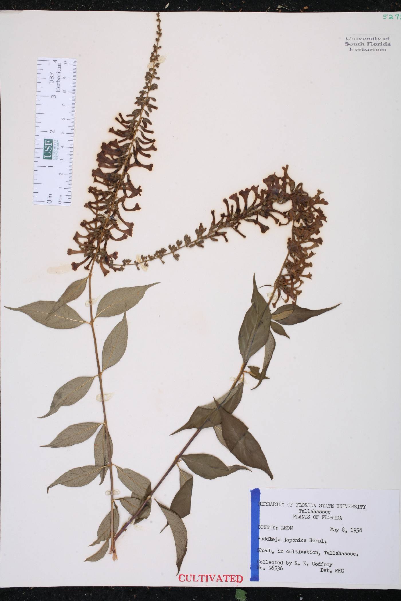 Buddleja japonica image