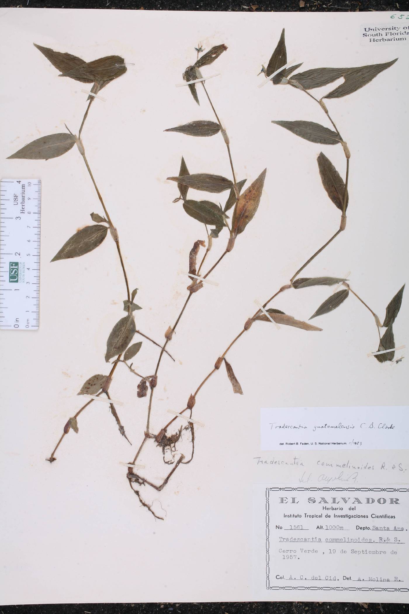 Tradescantia guatemalensis image