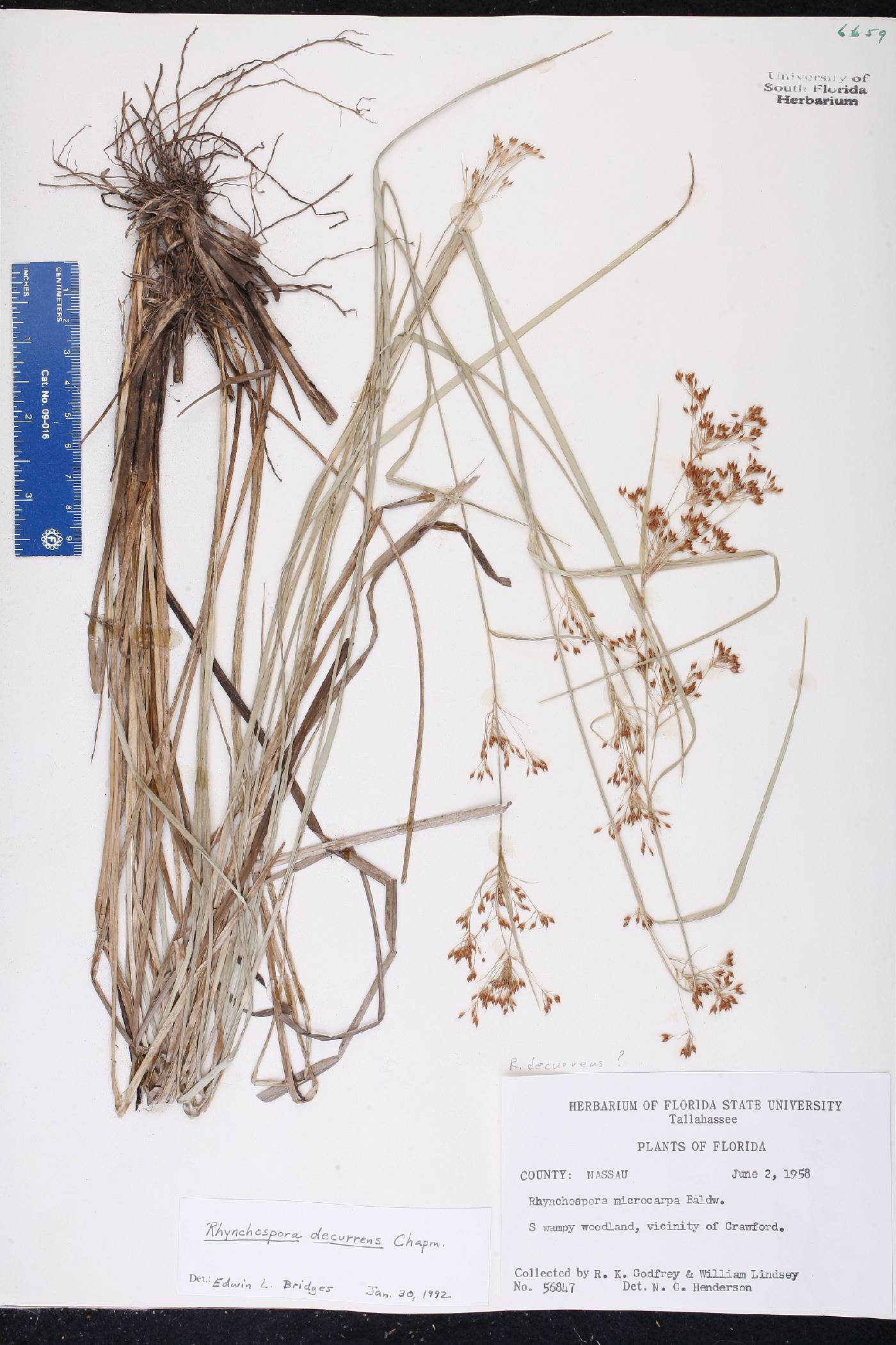 Rhynchospora decurrens image