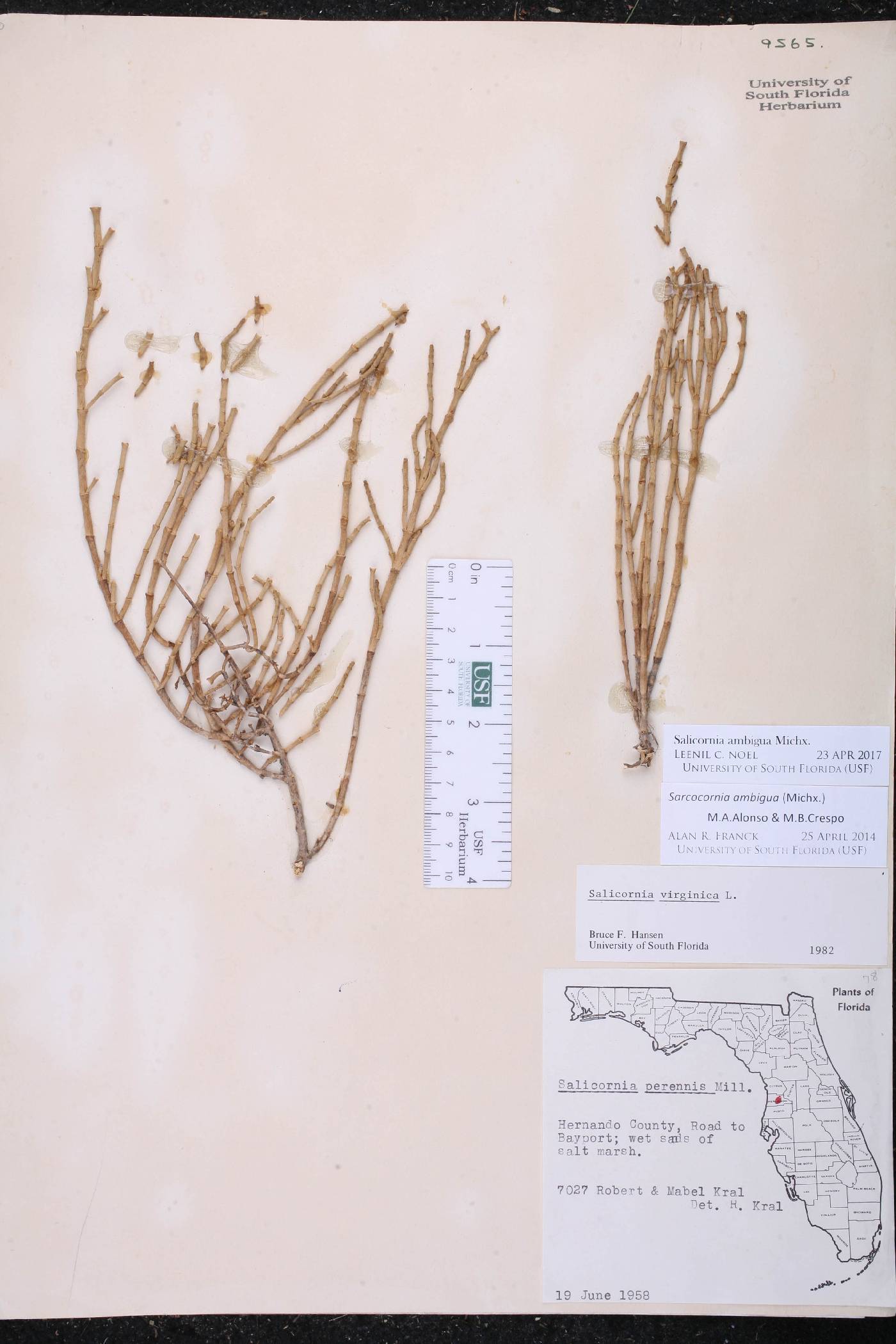 Salicornia ambigua image