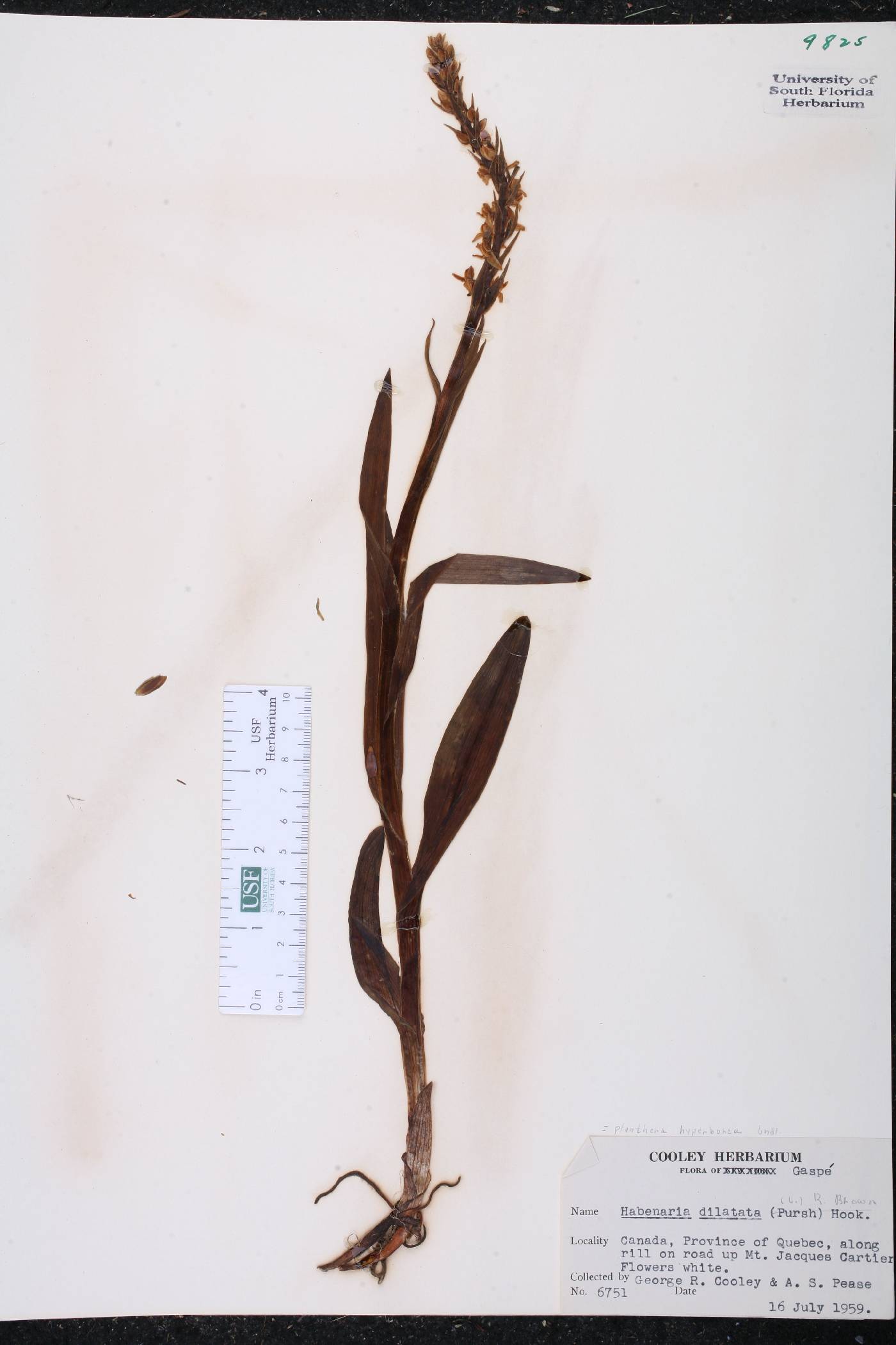 Platanthera hyperborea var. hyperborea image