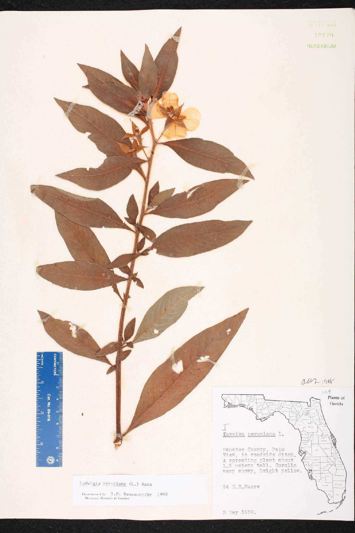 Ludwigia peruviana image