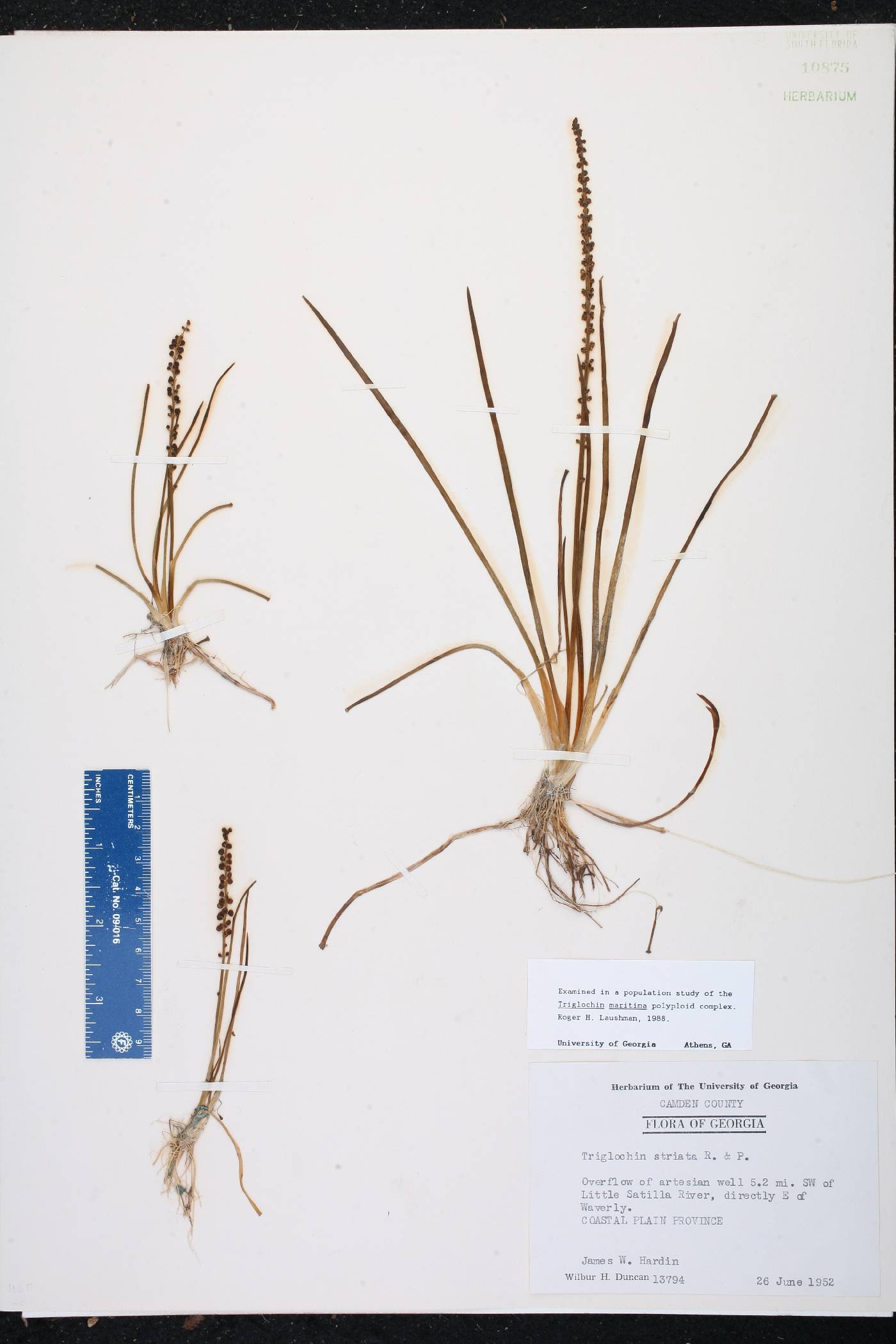 Triglochin striata image