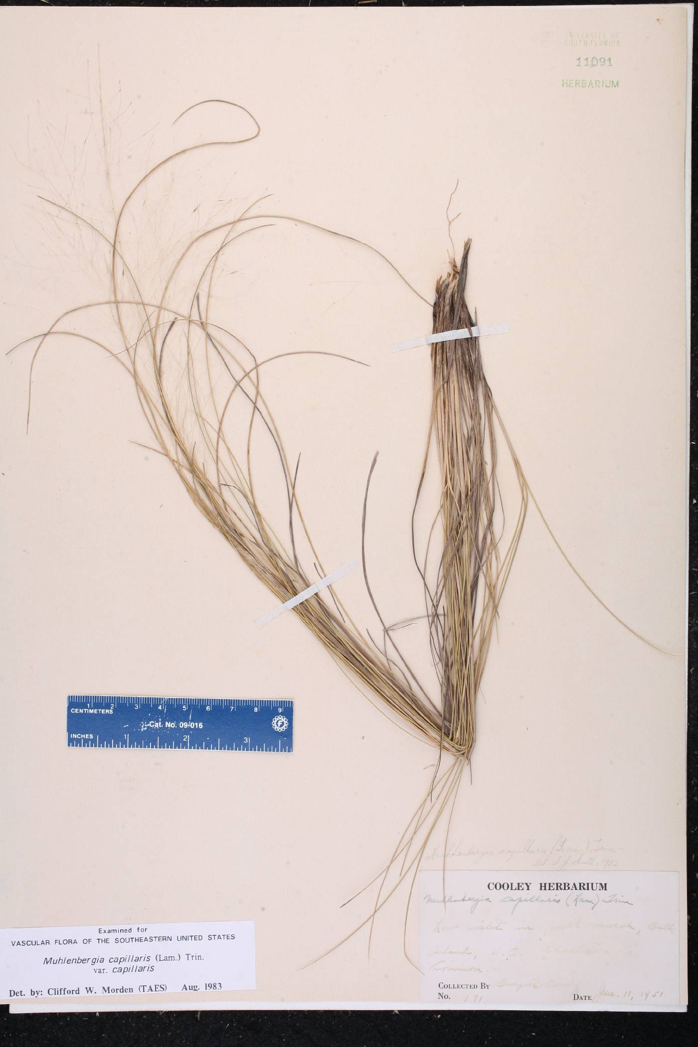 Muhlenbergia capillaris var. capillaris image