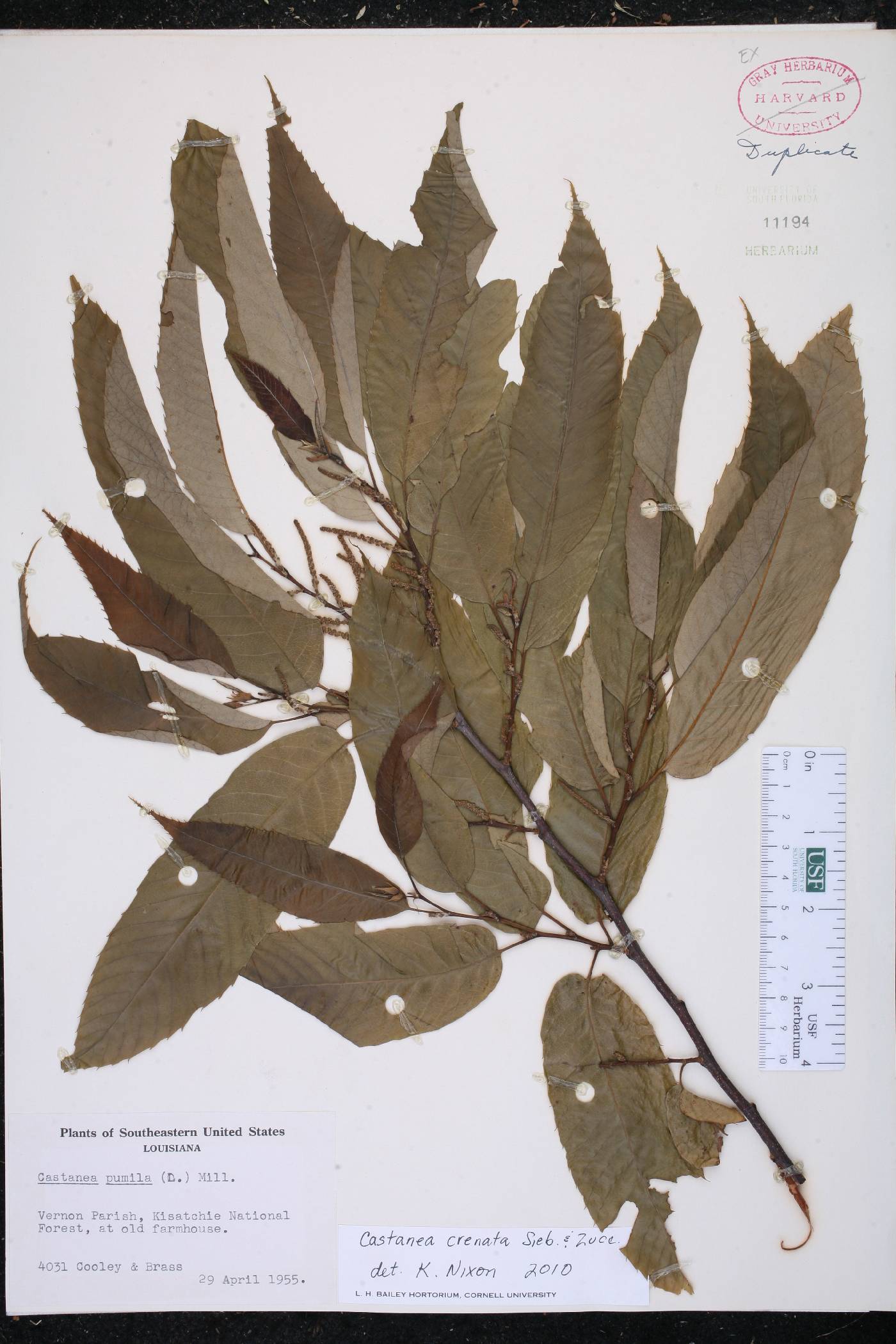 Castanea crenata image